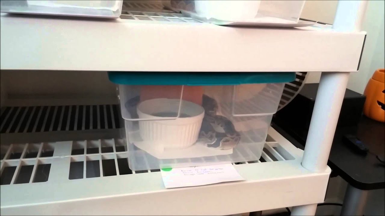snake room temperature Sept. Snake Update part 2