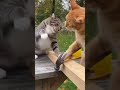 Cats hired as construction workers 😂 #funnycat #shorts