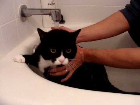 Felix Tuxedo Cat Whines and Meows while Sad in Bath!