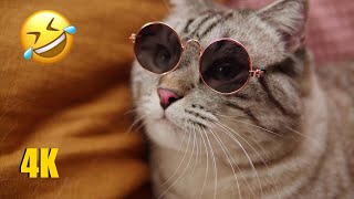 😂 LAUGH @ These Funny Cats 😹 - Funniest Cats Video 😇 - Funny Cats Compilation 2