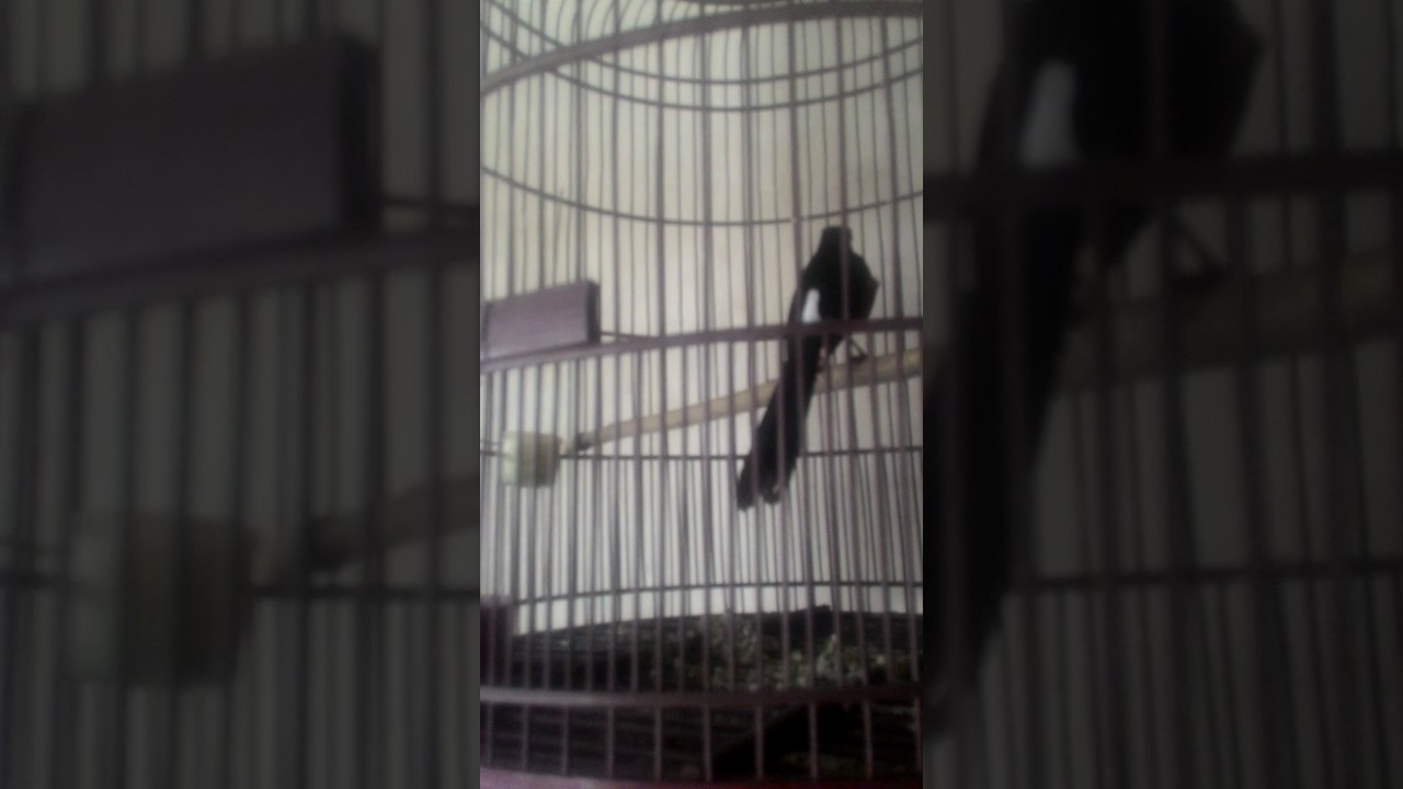 Harga 3 Juta Burung Murai Batu Ekor Hitam Nias Youtube