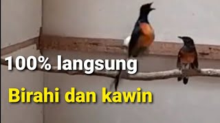 Tak kunjung kawin‼pake ini pancingan murai kawin 100% langsung birahi dan kawin