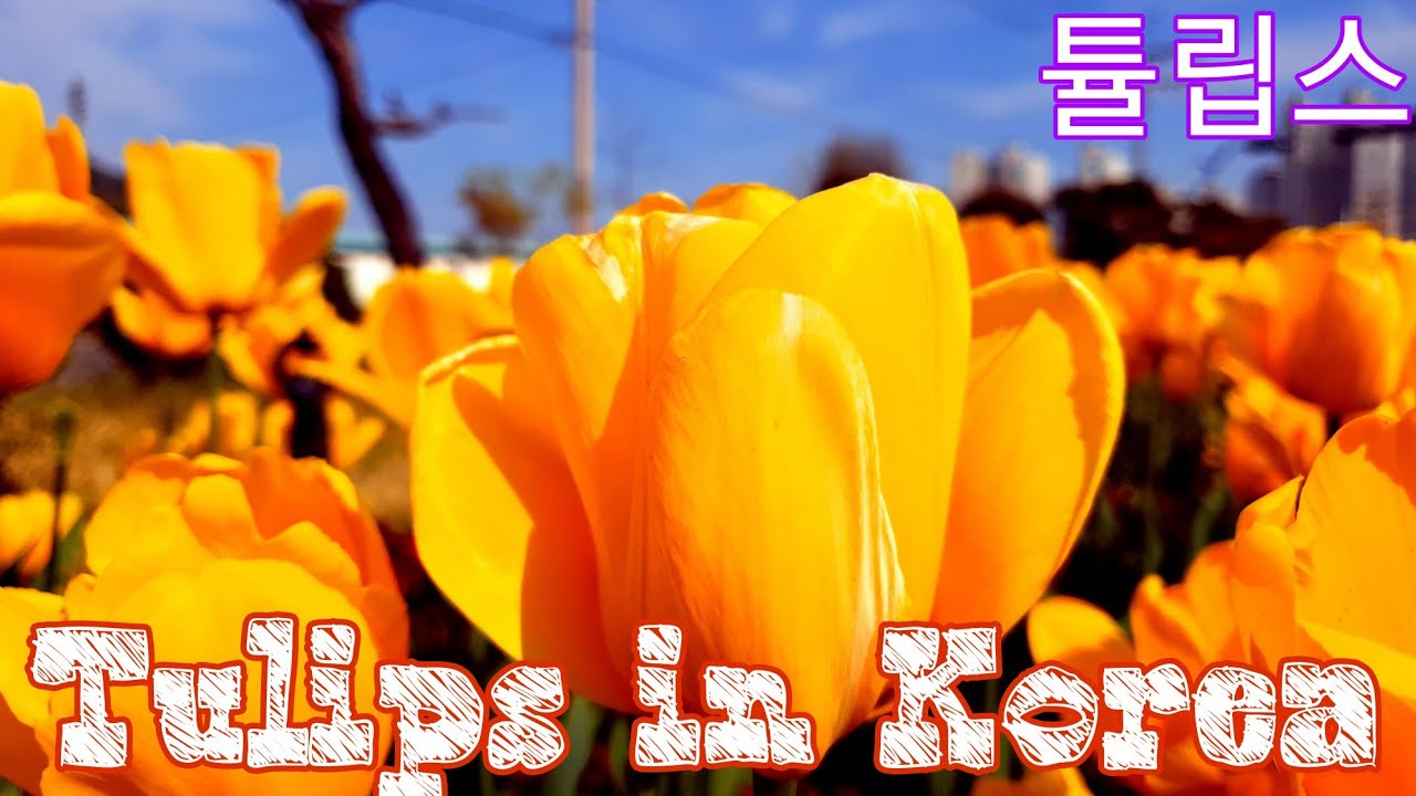 See the beautiful tulips in South Korea / 한국에 있는 튤립 YouTube