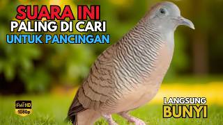 Perkutut Lokal Gacor RAJA PIKAT Ahlinya Bikin Semua Burung Perkutut Langsung Gacor Nyaut Bunyi -L120
