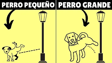 ¿Por qué los perros levantan la pata cuando orinan?