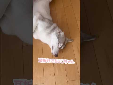 耳が折れたシベリアンハスキー #シベリアンハスキー #ハスキー #ハスキー犬