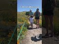 Wildflower season in California
