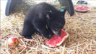 Black Bear Cub Picnic