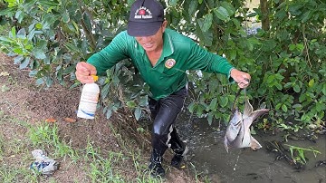 Vợ Chồng Lại Trúng Cá Lớn Sống Dưới Lớp Lục Bình Già Lâu Năm Ích Ai Biết.Góc Làng Quê#1599