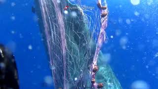 Italian coastguard works to free sperm whale caught in fishing net
