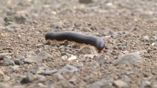 Its Hypnotic - Look At The Legs On This Giant Black Millipede Or Shonolo As It Moves