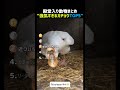 鳥なのに強気すぎるガチョウTOP5 🪿💪