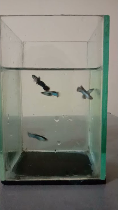 story wa 2021 ll ikan guppy mini panda #shorts