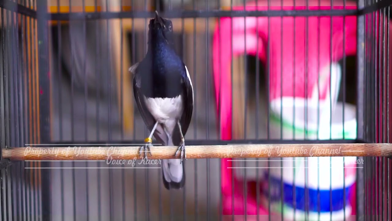 Kacer Kurang Emosi !! Silahkan Putar Dijamin Burung Kacer Anda Langsung Ikut Gacor Bongkar Isian
