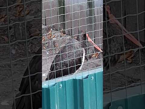 ЗООПАРК ЖУРАВЛЬ #зоопарк #журавль #журавльчерный #птицы #киев #zoo #animals #люсимили
