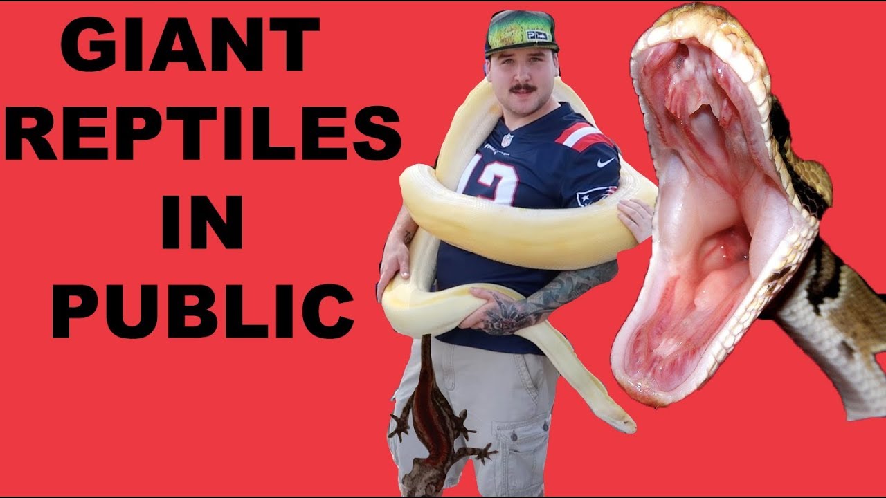 reptiles everywhere vista farmers market with sdrk vlog 17 reptiles everywhere vista farmers market with sdrk vlog 17