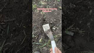 #asmr #gardening #mybackyardgarden