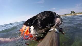Bounty the Boston terrier  swimming in the sea