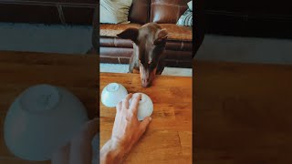 Doberman Learns to Never Trust the Shell Game || ViralHog