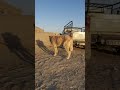 سگ افغانی به نام شیر افغان
