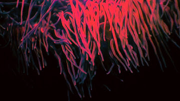 Deadfader - Dusk   (Official)