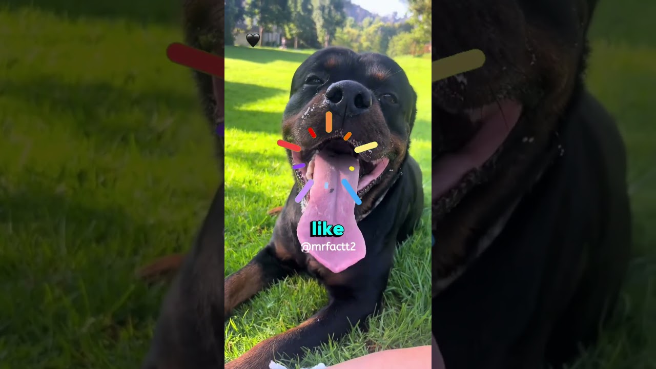 Why do dogs stick out their Toungs.