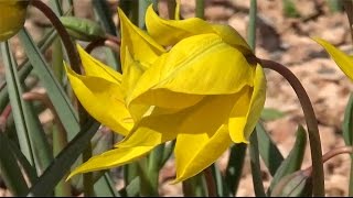 Tulip sylvestris ('wild tulip') - FarmerGracy.co.uk