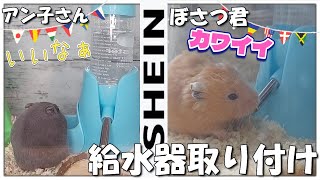 アン子とぼさつ君にSHEINで買った置き型給水器をプレゼントしてみた結果っ！！