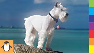 4 Schnauzer Lovers ✨ Funny and Cute Schnauzer Dogs Videos Compilation by PIGO 6,637 views 4 years ago 8 minutes, 42 seconds