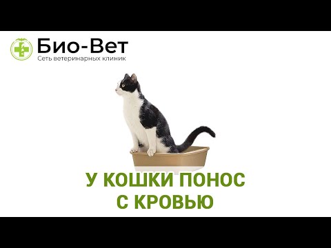 У КОШКИ ПОНОС С КРОВЬЮ  // Сеть Ветклиник БИО-ВЕТ