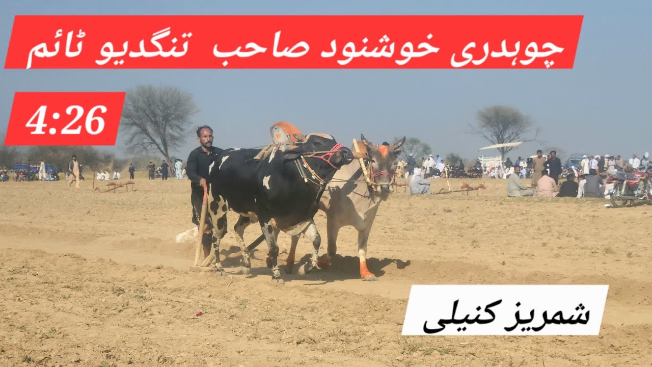 Ch kashnood shab tangdew | mela bail sutri | chaniot pandori2026