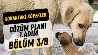 Sokaktaki Köpekler Çözüm Planı - Bölüm 3/8 #kka #sokakhayvanları  #sokaktakiköpeklerçözümsüzdeğil