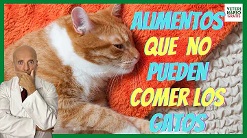 ¿Qué no debo dar nunca de comer a un gato?