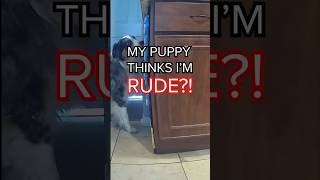 My Talking Puppy Thinks I’m Rude! #letsgoripley #australianshepherd #talkingdog screenshot 5