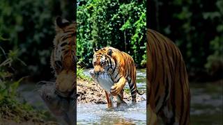 royal bangal tiger attack on fish #sorts