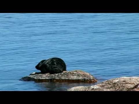 Saimaa Ringed Seal slips away from the Rock
