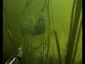 Тактика засидки на сазана...Tactics of ambush on carp...