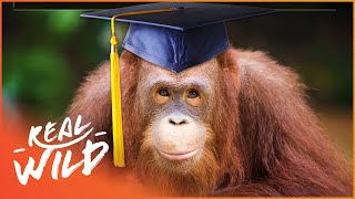 The Most Intelligent Animals On Earth Wild Ones