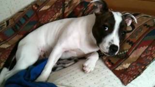 Lizzie The Staffordshire Bull Terrier Being Shy