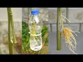 Propagation of lemon plants in water || Air layering lemon tree in water