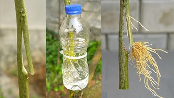 Propagation of lemon plants in water || Air layering lemon tree in water