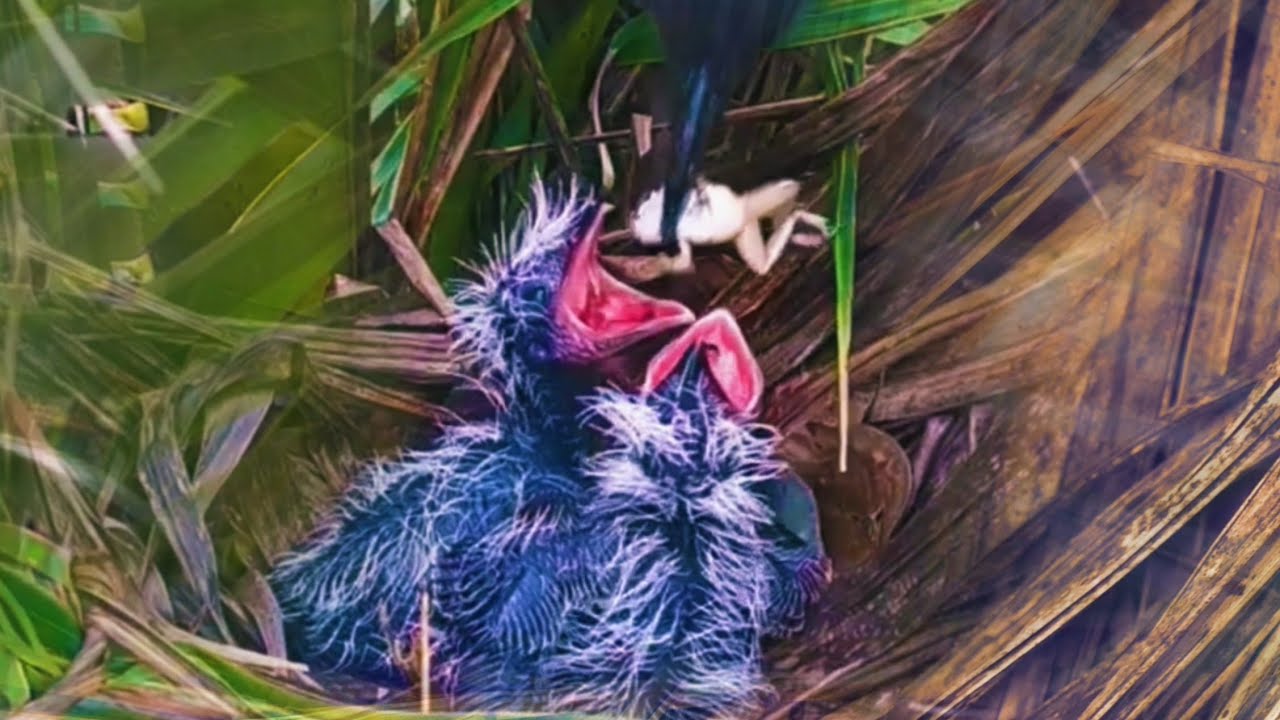 ANAK BURUNG DIBULLY INDUK SAMPE LEMES