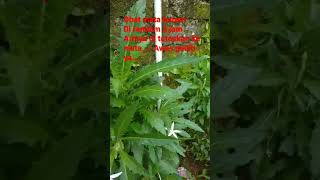 obat mata buram #shorts