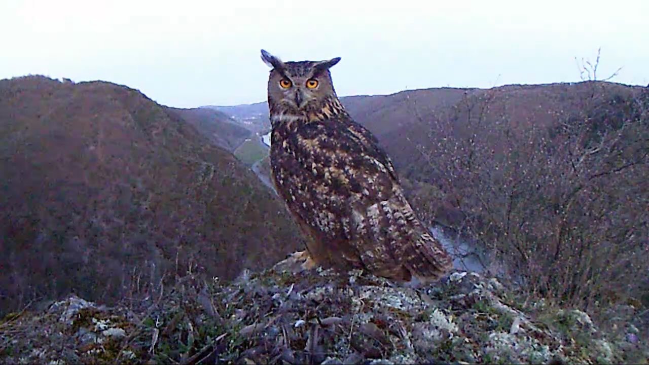 Image result for the eurasian eagle owl