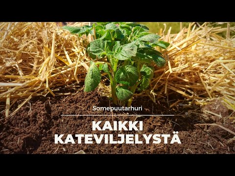 Video: Kuinka aloittaa puutarha autiomaassa: vinkkejä aloitteleville aavikon puutarhureille