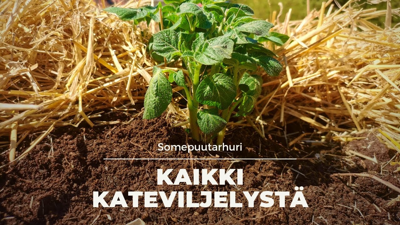 Somepuutarhuri: Kaikki kateviljelystä