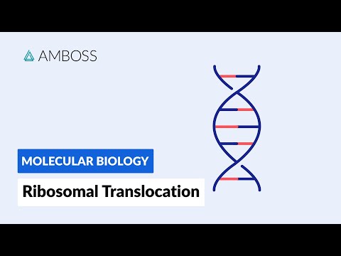 Video: Is er mRNA?