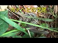 野生のカナヘビの交尾　Grass Lizards&#39; mating