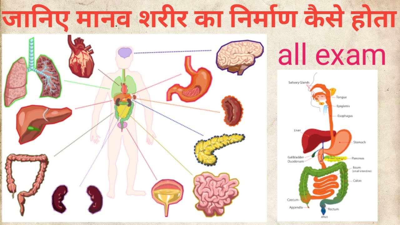 मानव शरीर का निर्माण formation of human body , biology gk - YouTube