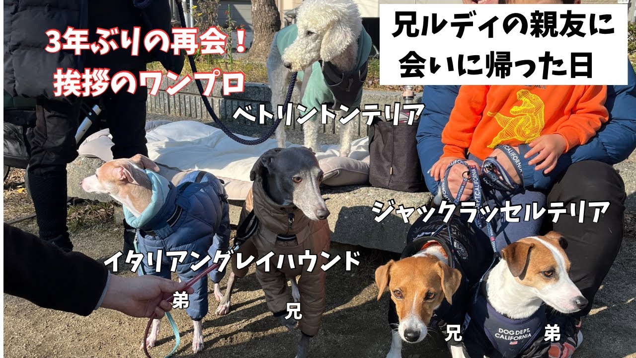 【3年ぶりの再開】ジャックラッセルテリアの長男ルディのワンプロ仲間に会いに故郷に戻った日
